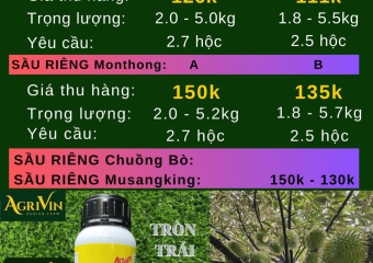 GIÁ SẦU RIÊNG HÔM NAY 1-12-2023 TẠI CÁI BÈ TIỀN GIANG