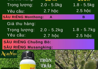 GIÁ SẦU RIÊNG HÔM NAY 12-12-2023 TẠI CÁI BÈ TIỀN GIANG