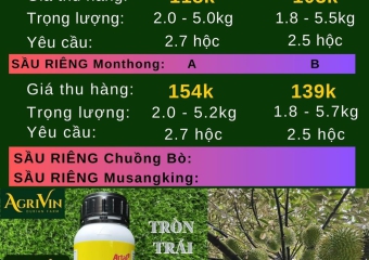GIÁ SẦU RIÊNG HÔM NAY 21-12-2023 TẠI CÁI BÈ TIỀN GIANG