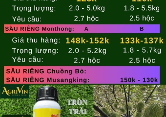 GIÁ SẦU RIÊNG HÔM NAY 30-11-2023 TẠI CÁI BÈ TIỀN GIANG