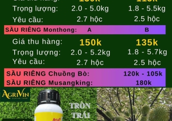 GIÁ SẦU RIÊNG HÔM NAY 6-12-2023 TẠI CÁI BÈ TIỀN GIANG