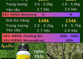 GIÁ SẦU RIÊNG HÔM NAY 7-12-2023 TẠI CÁI BÈ TIỀN GIANG