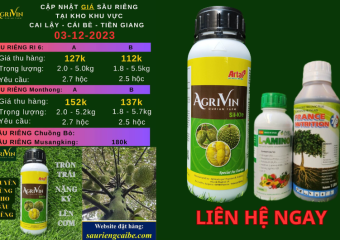 GIÁ SẦU RIÊNG HÔM NAY 3-12-2023 TẠI CÁI BÈ TIỀN GIANG