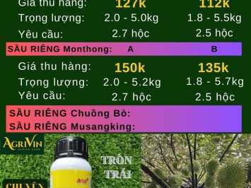 GIÁ SẦU RIÊNG HÔM NAY 18-12-2023 TẠI CÁI BÈ TIỀN GIANG