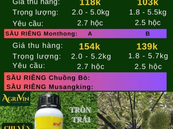 GIÁ SẦU RIÊNG HÔM NAY 21-12-2023 TẠI CÁI BÈ TIỀN GIANG