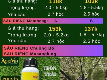 GIÁ SẦU RIÊNG HÔM NAY 20-12-2023 TẠI CÁI BÈ TIỀN GIANG