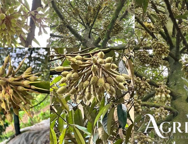 AGRIVIN DURIAN 1