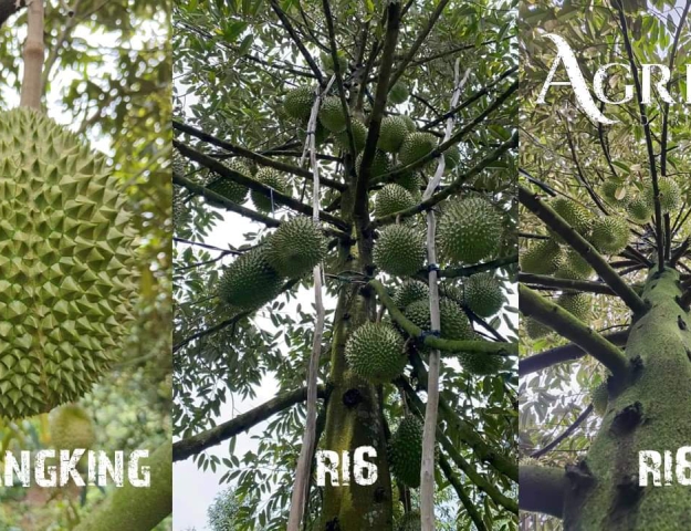 AGRIVIN DURIAN 3