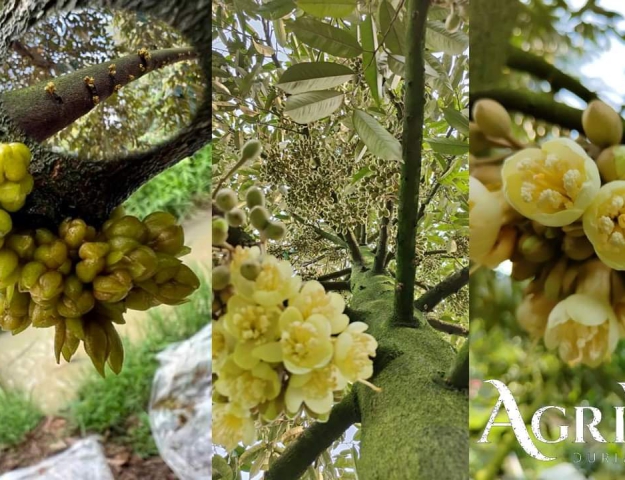AGRIVIN DURIAN 2