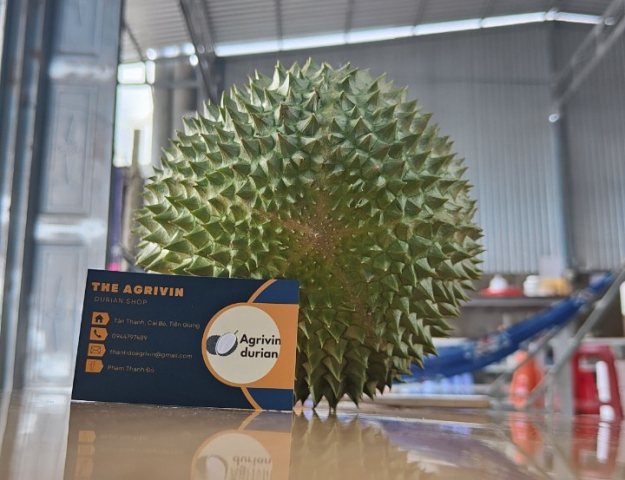 SẦU RIÊNG MUSANGKING