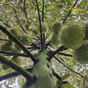 CÔNG TY THU MUA SẦU RIÊNG UY TÍN