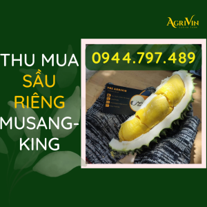 THU MUA SẦU RIÊNG MUSANGKING